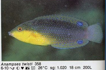 Anampses twistii